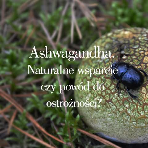 Ashwagandha a ból — czy pomaga