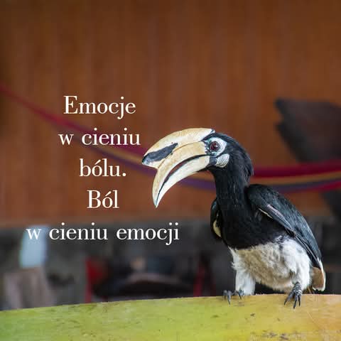 Dużo tekstu o życiu z bólem — refleksje